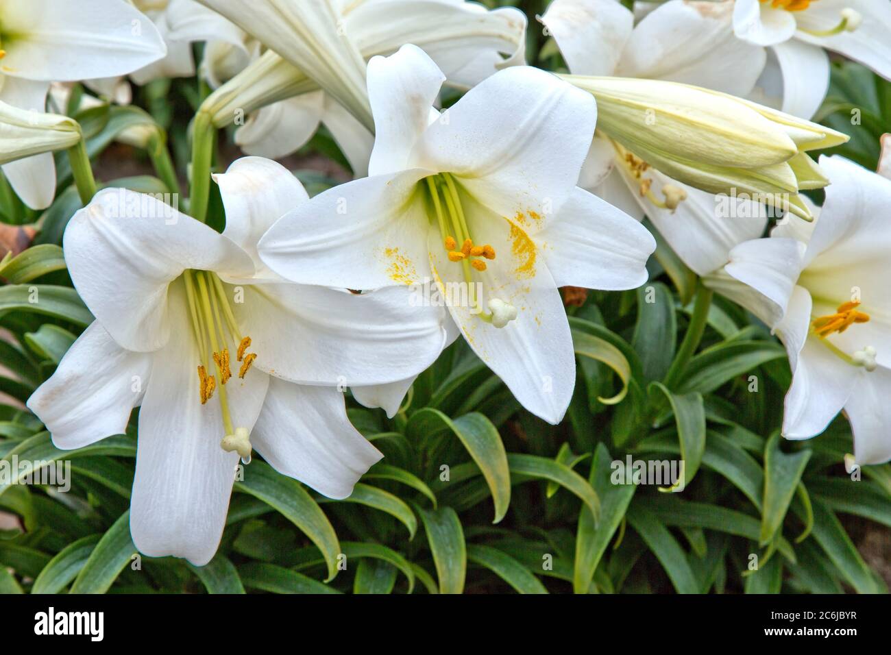 Pasqua Lilies 'Lillium longiflorum' fattoria, luce del mattino, California. Foto Stock