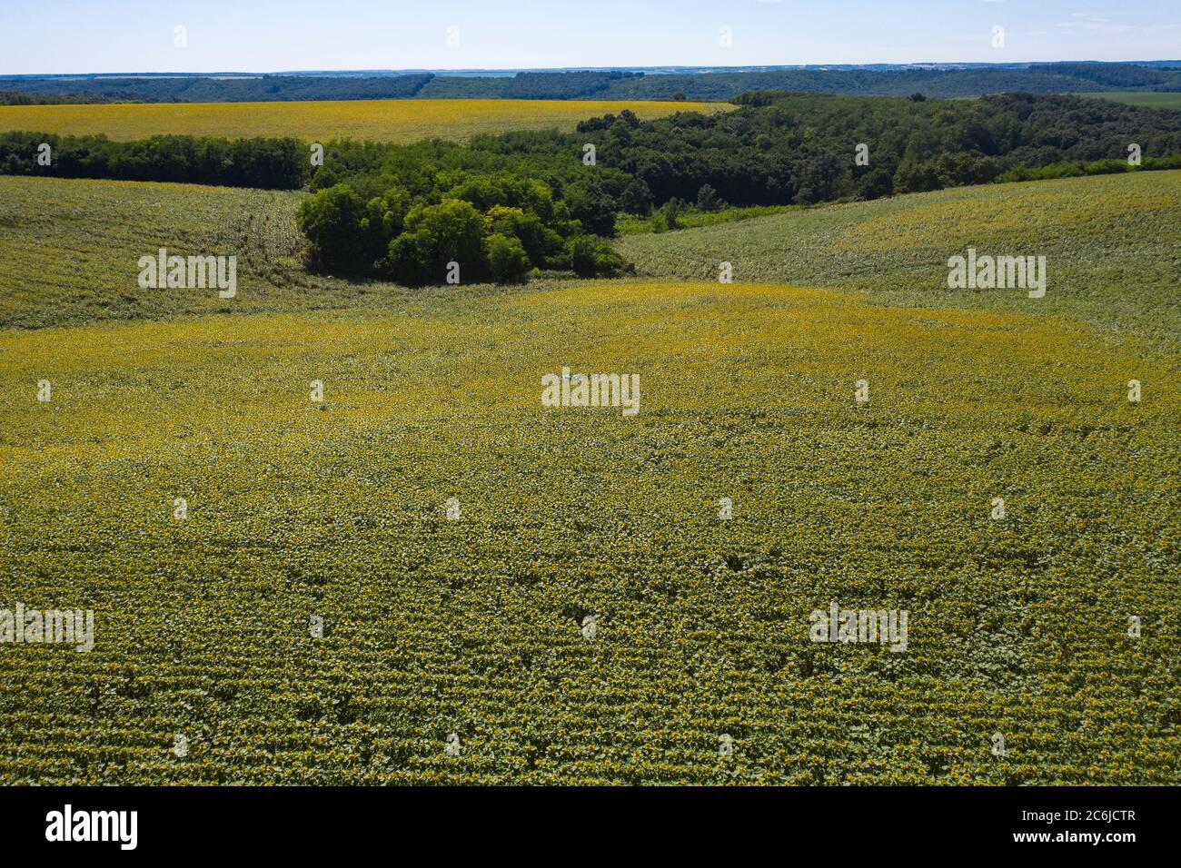 girasole, agricoltura, campo, blu, raccolto, paesaggio, natura, verde, raccolto, terra, azienda agricola, agricola, rurale, coltivazione, pianta, industria, trac Foto Stock