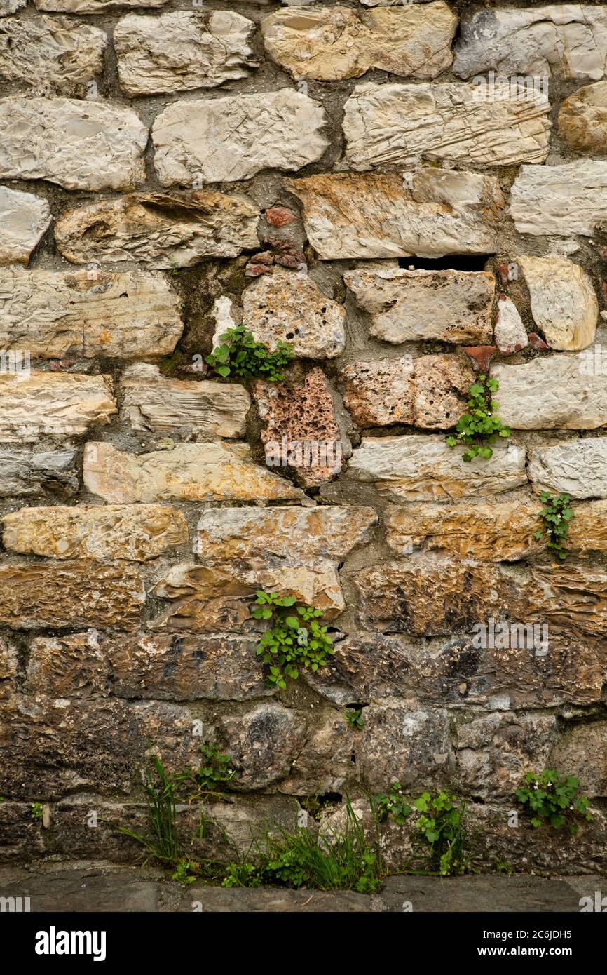 Mattoni antichi d'epoca di blocchi di pietra calcarea. Sfondo grunge. Antica parete sopravuta da piante verdi nelle fessure tra mattoni Foto Stock