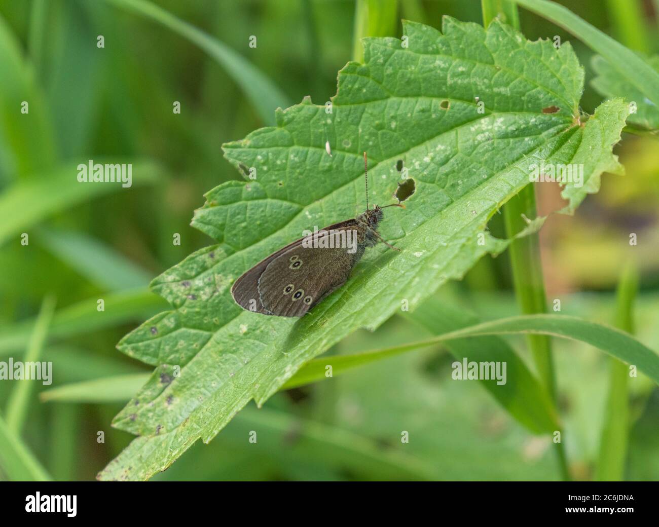 Una farfalla Ringlet (UK) su una foglia di ortica. Foto Stock