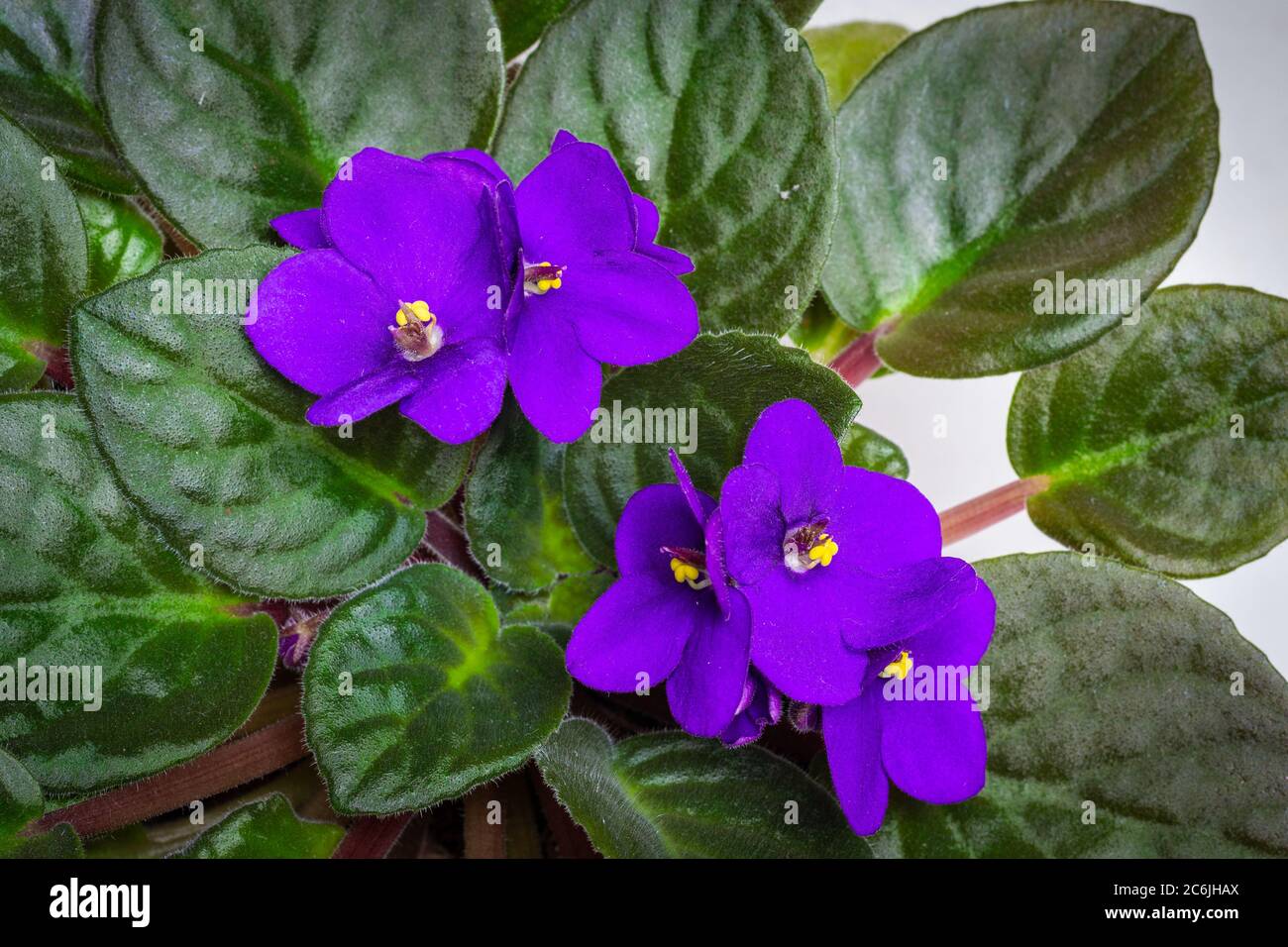 Primo piano di violette africane viola e i loro centri giallo brillante e foglie lussureggianti Foto Stock