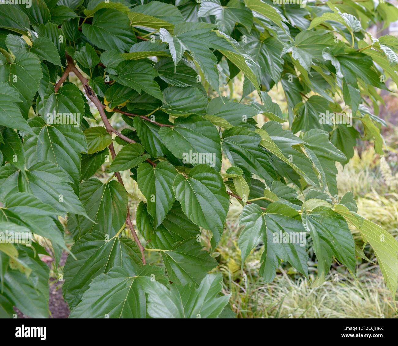 Grossblaettrige Maulbeere Morus alba macrophylla, Moreton Bay Mulberry Morus alba macrophylla Foto Stock