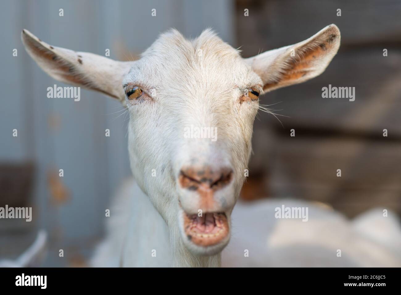 Testa di una capra bianca in un vicino villaggio. Foto Stock
