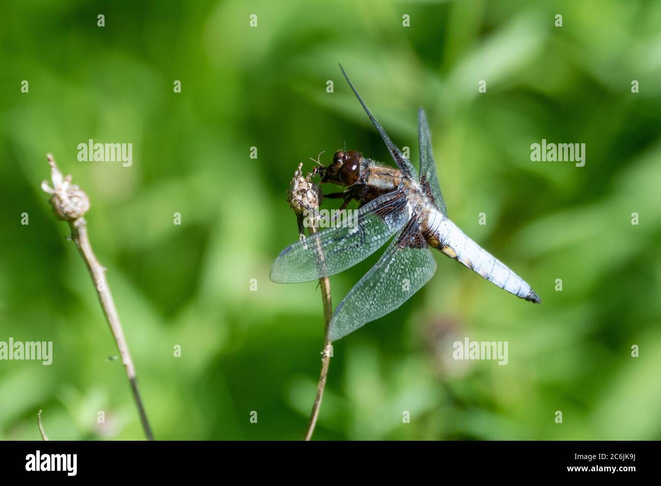 Ampia corposo Chaser (Libellula depressa) Foto Stock