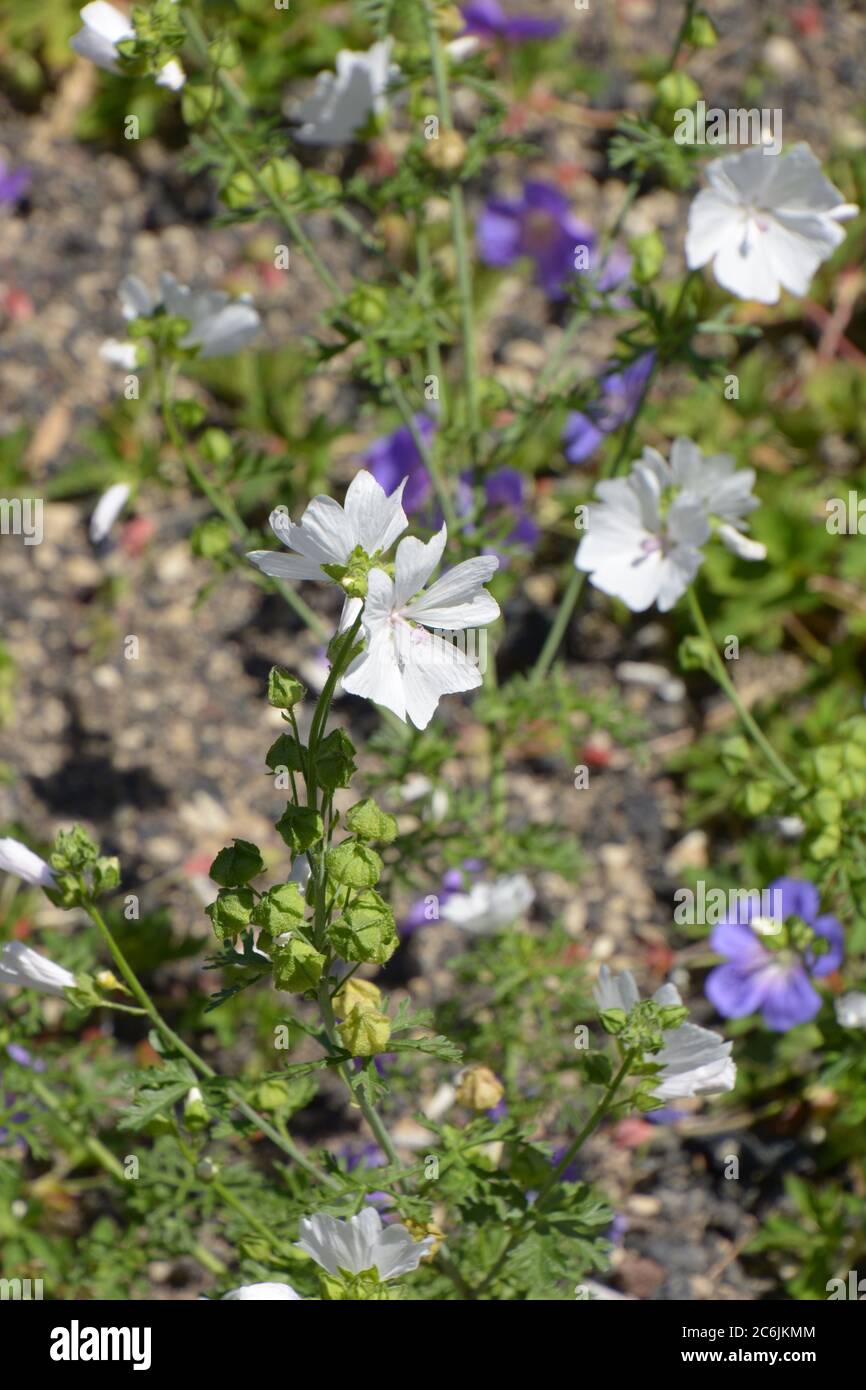 fiori di mallow di muschio bianco o malva moschata alba in estate Foto Stock