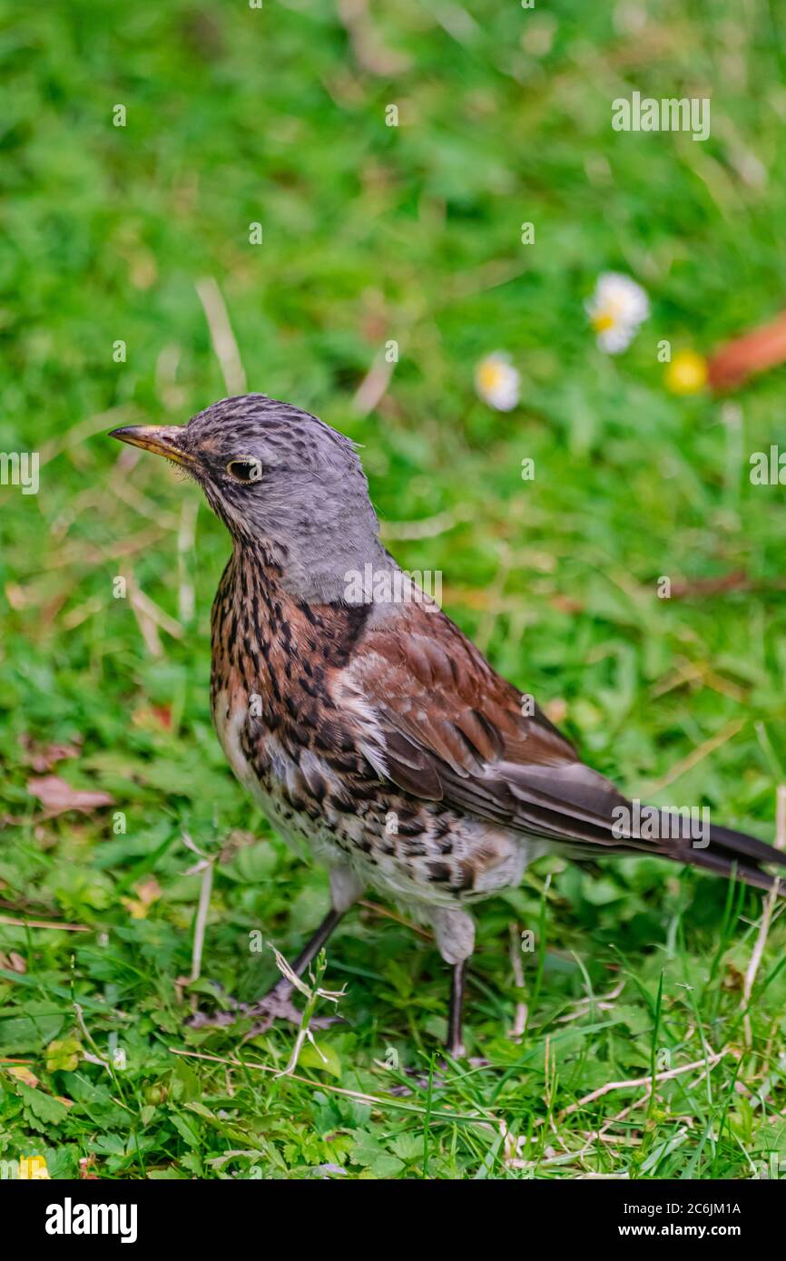 Song thrush, (Turdus philomelos), su una superficie verde di erba Foto Stock