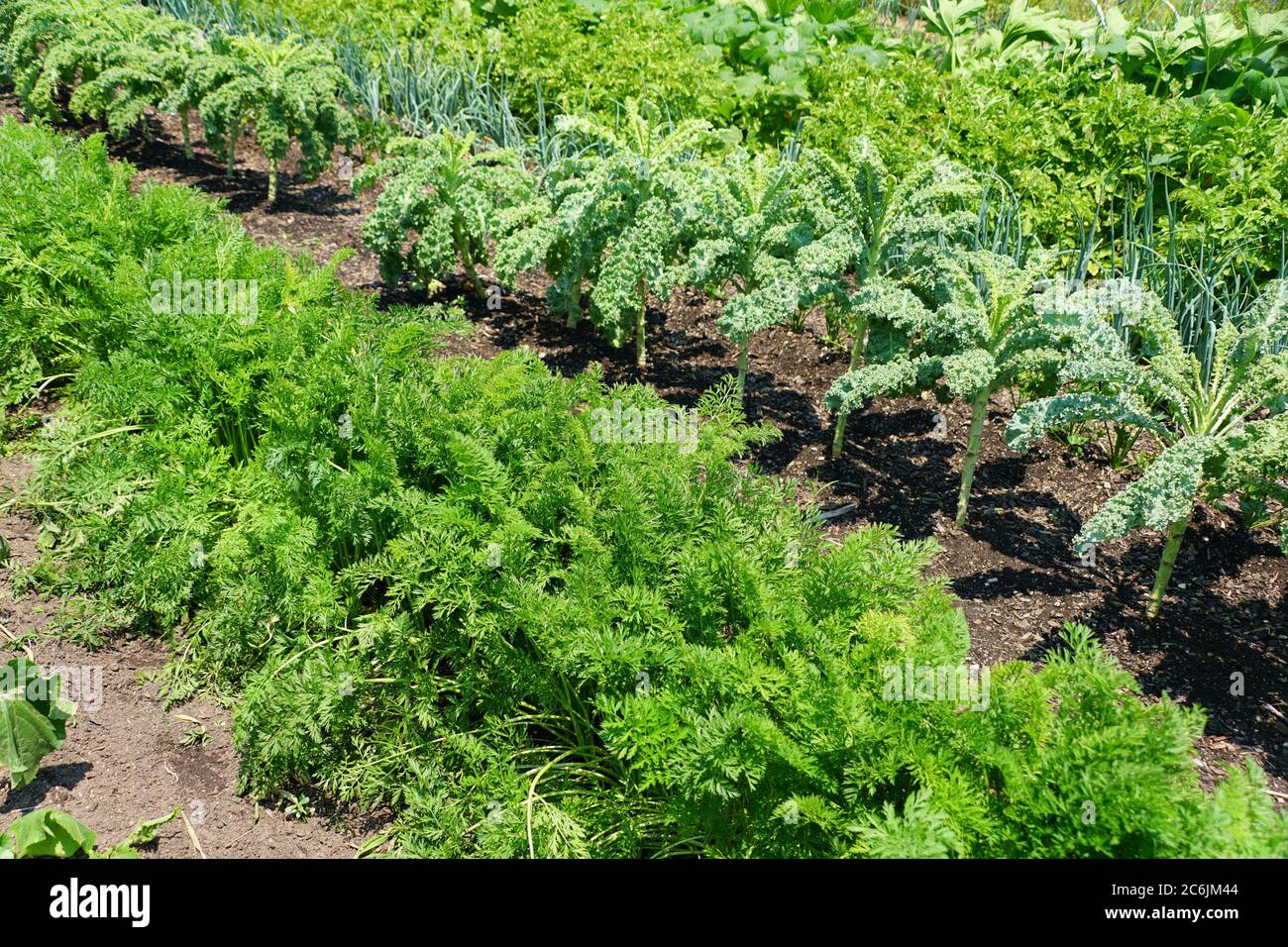 Una fila di orto con varietà di piante sotto il sole Foto Stock