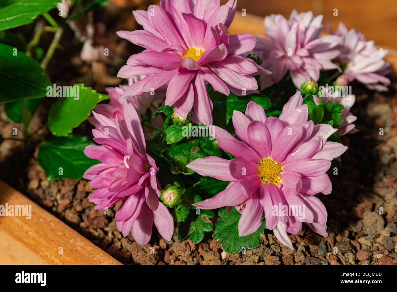 Fiori rosa crisantemo fioritura, vista ravvicinata Foto Stock