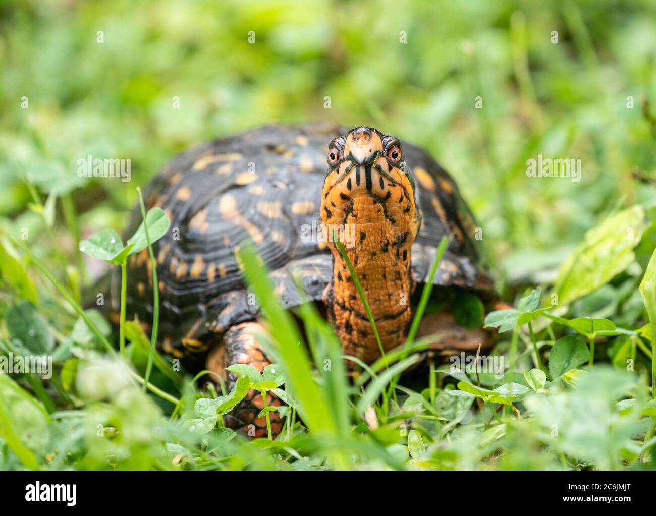 La tartaruga della scatola orientale (Terrapene carolina Carolina Carolina) ha una colorazione luminosa che include gli occhi rossi Foto Stock