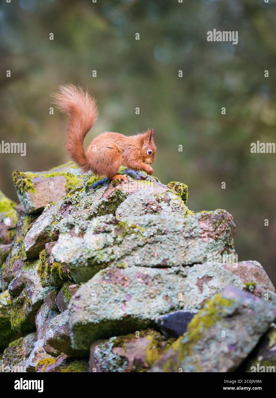 Ritratto di uno scoiattolo rosso in campagna boschiva Foto Stock