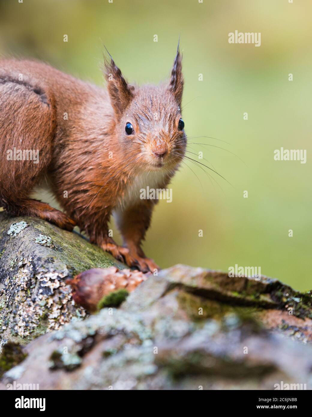 Ritratto di uno scoiattolo rosso in campagna boschiva Foto Stock