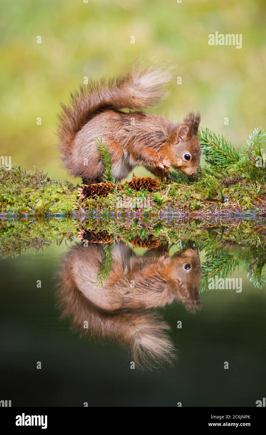Ritratto di uno scoiattolo rosso pronto per l'azione e l'uso della coda per proteggere il suo sé dal vento freddo con il riflesso in acqua. Foto Stock