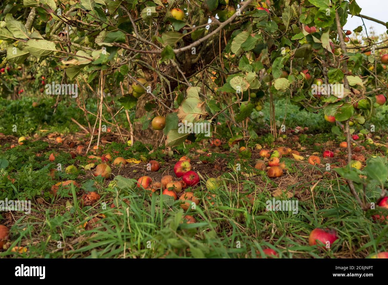 Vista a livello del suolo, poco profonda del fuoco delle mele cadute viste in un frutteto di sidro commerciale. Alcuni dei frutti si vedono marcire sul pavimento del frutteto. Foto Stock