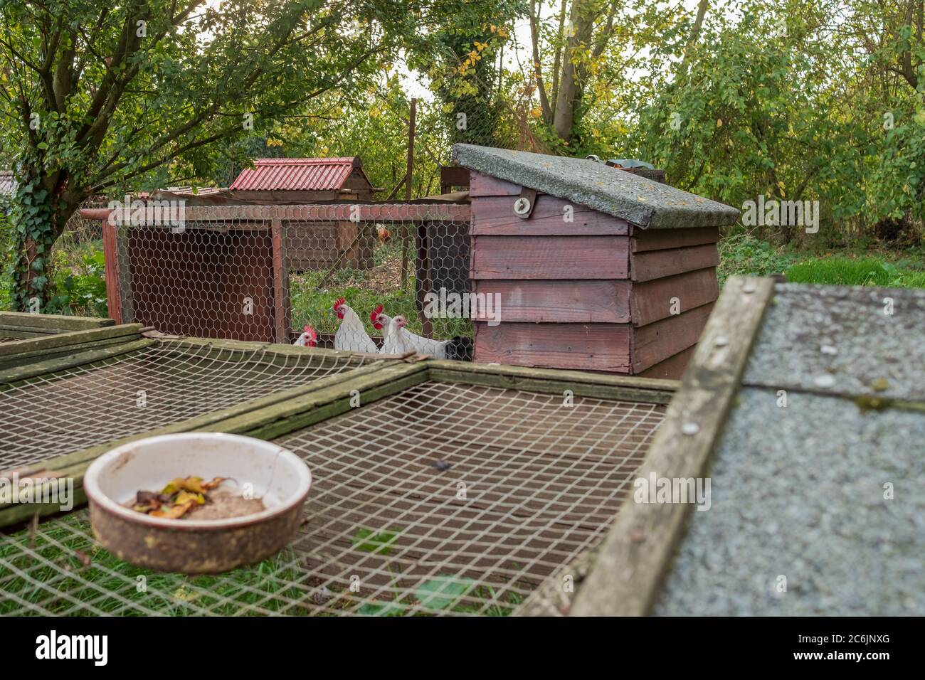 Polli bianchi giovani visti in una casa di pollo fatta in casa e di fortuna, situata in una zona rurale. Varie case di pollo costruite in legno di casa possono essere viste. Foto Stock