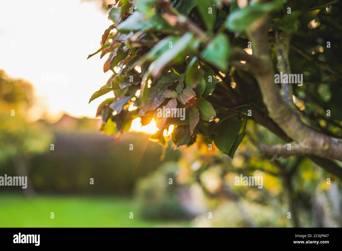 Primo piano, fuoco poco profondo di una siepe privata recentemente potata visto in un grande giardino privato. Foto Stock