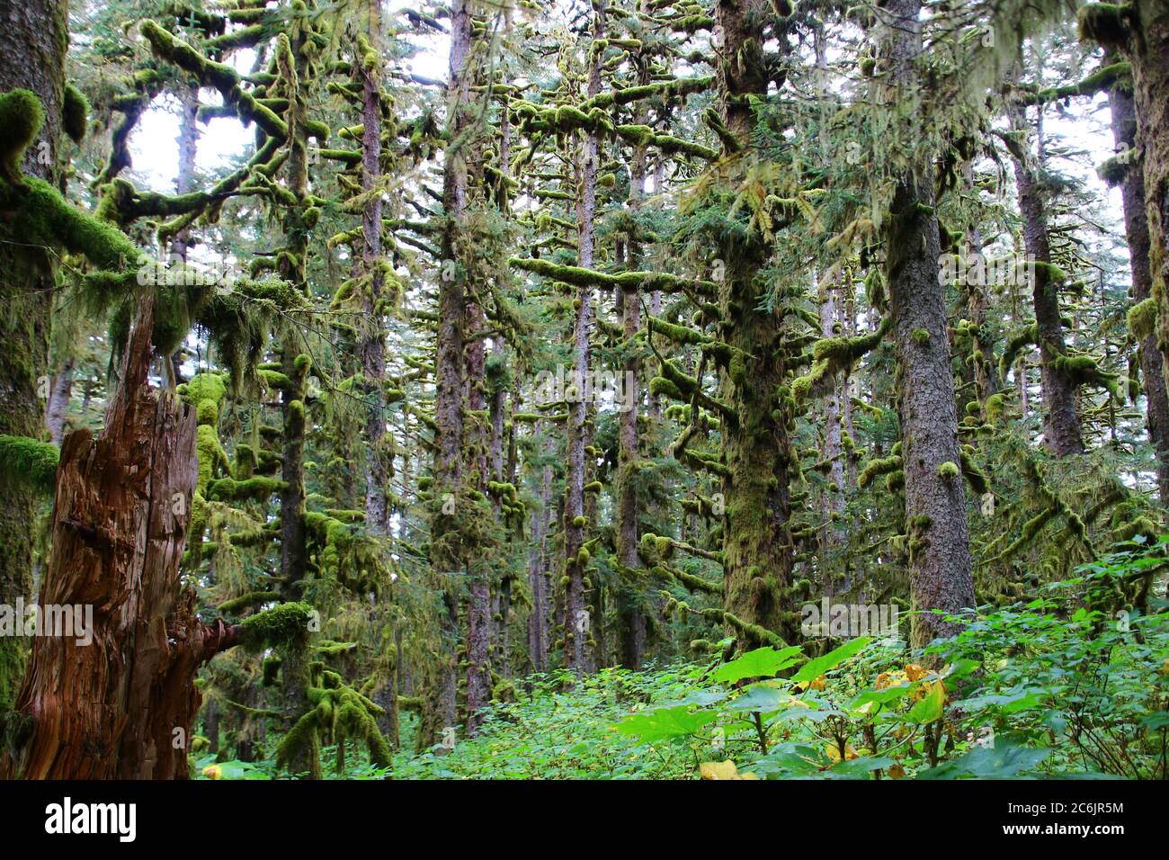 Alaska, paesaggio di Kodiak Island, Stati Uniti Foto Stock