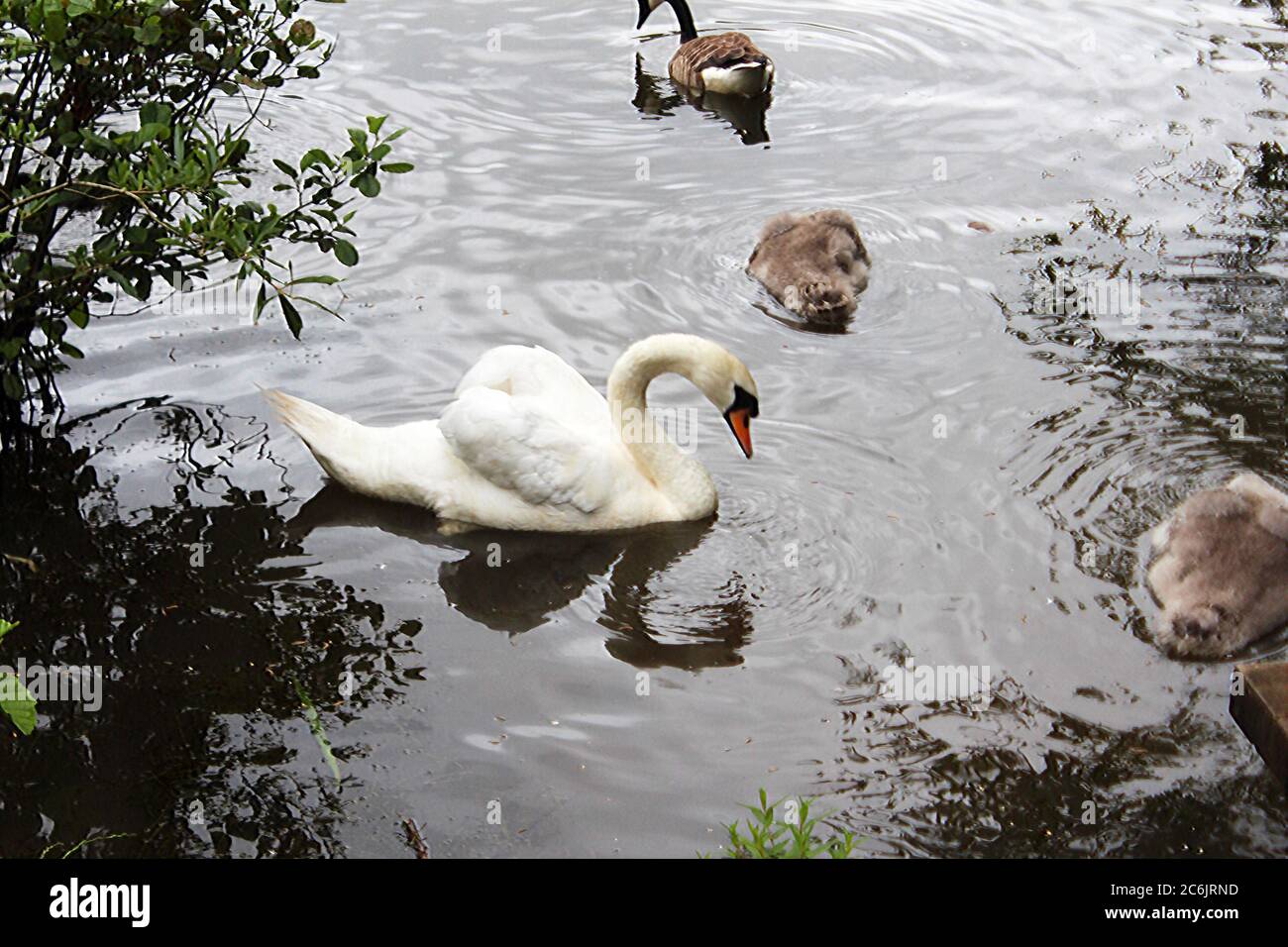 Un cigno adulto (cygnet) con i loro giovani in un lago nel parco acquatico Chorlton a Manchester, Inghilterra Foto Stock