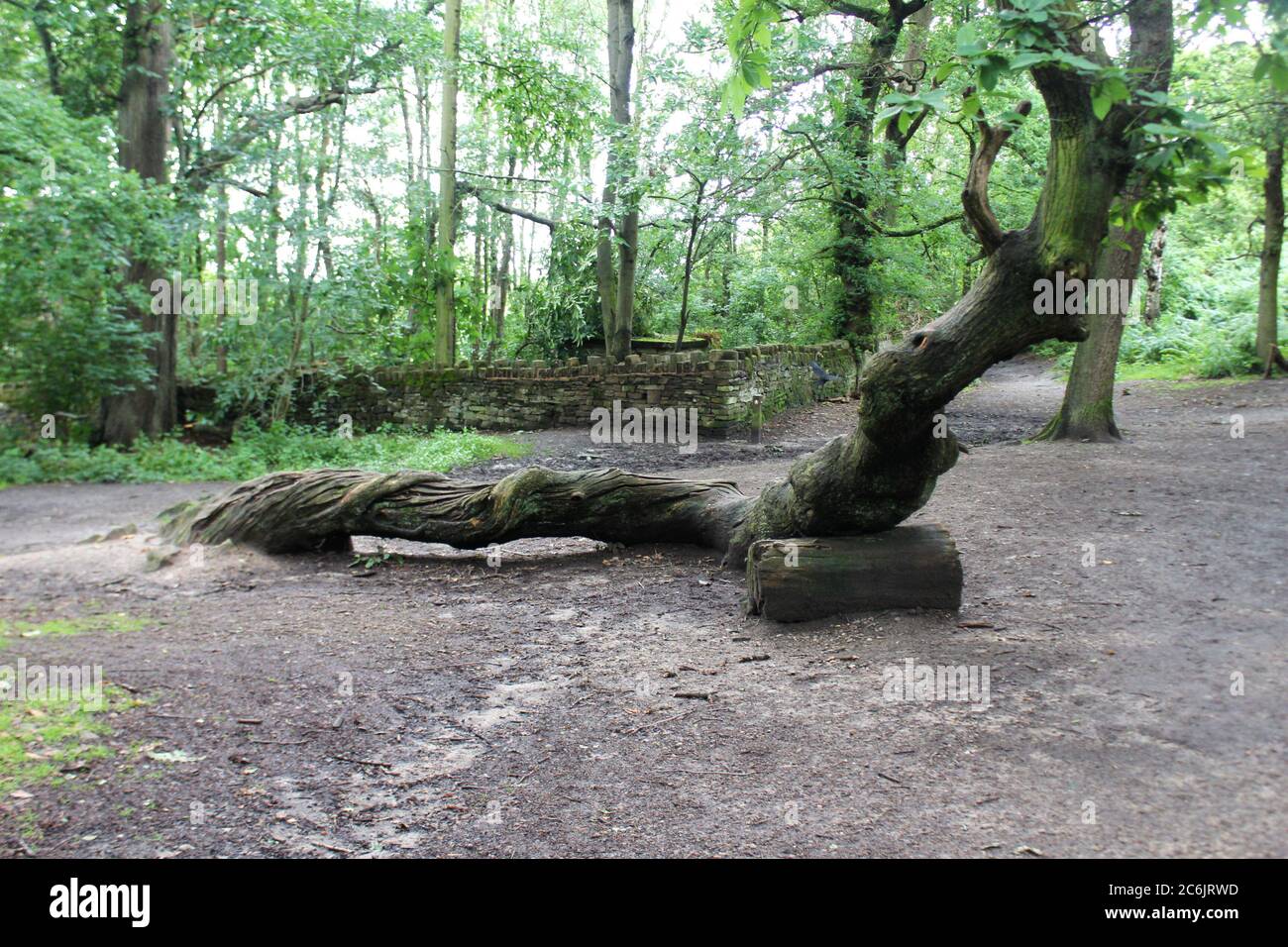 Albero ritorto in una foresta di compensazione ad Alderley Edge a Cheshire, Inghilterra Foto Stock