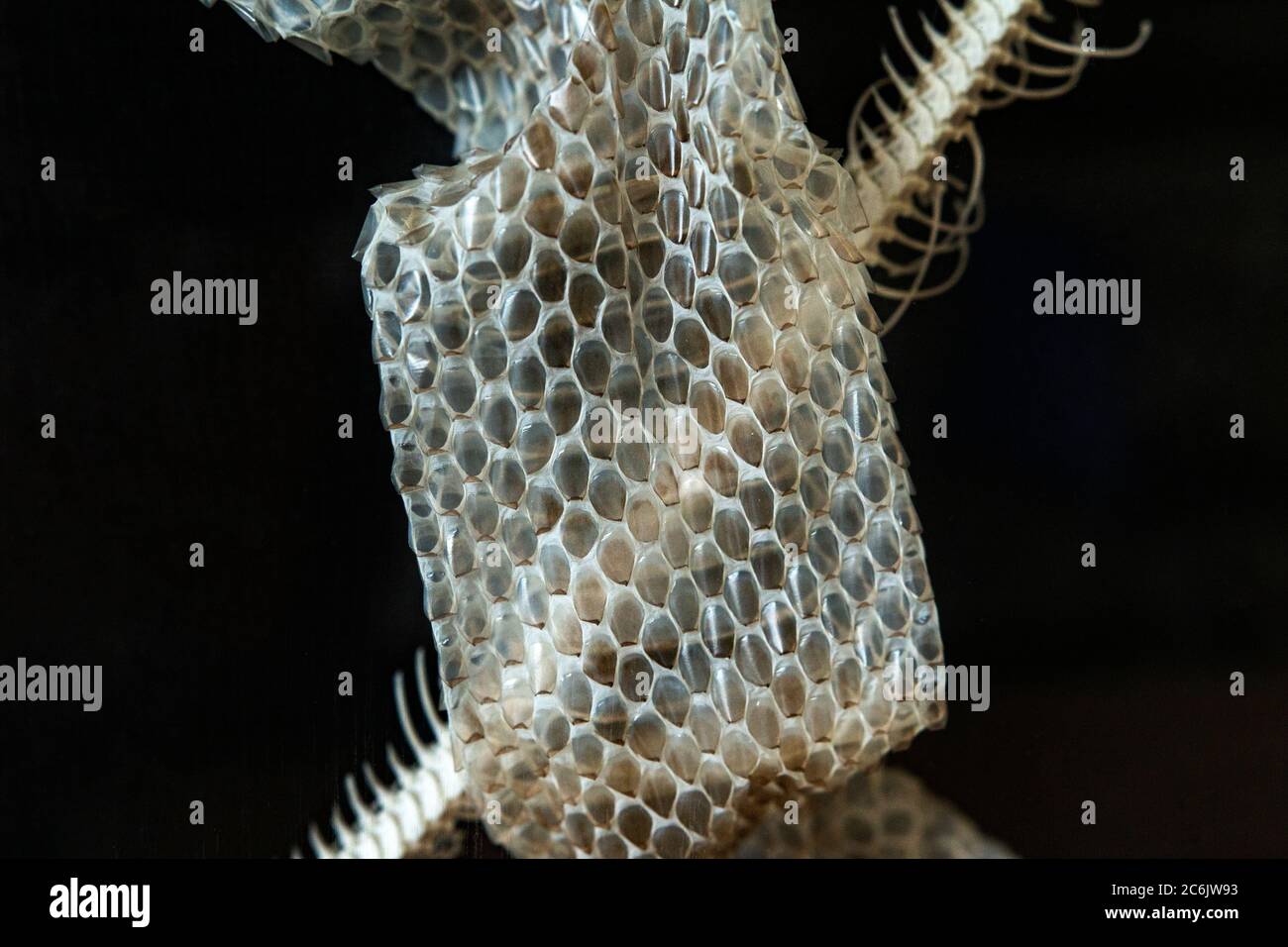 pelle di serpente, colonna vertebrale e cranio conservati Foto Stock