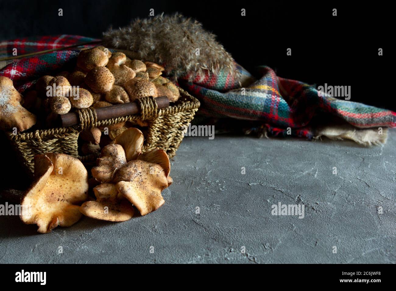Funghi di bosco agarici di miele in cesto (Armillaria mellea). Composizione autunno still-life. Funghi selvatici crudi per cucinare, sciarpa su tavolo scuro. Copia Foto Stock