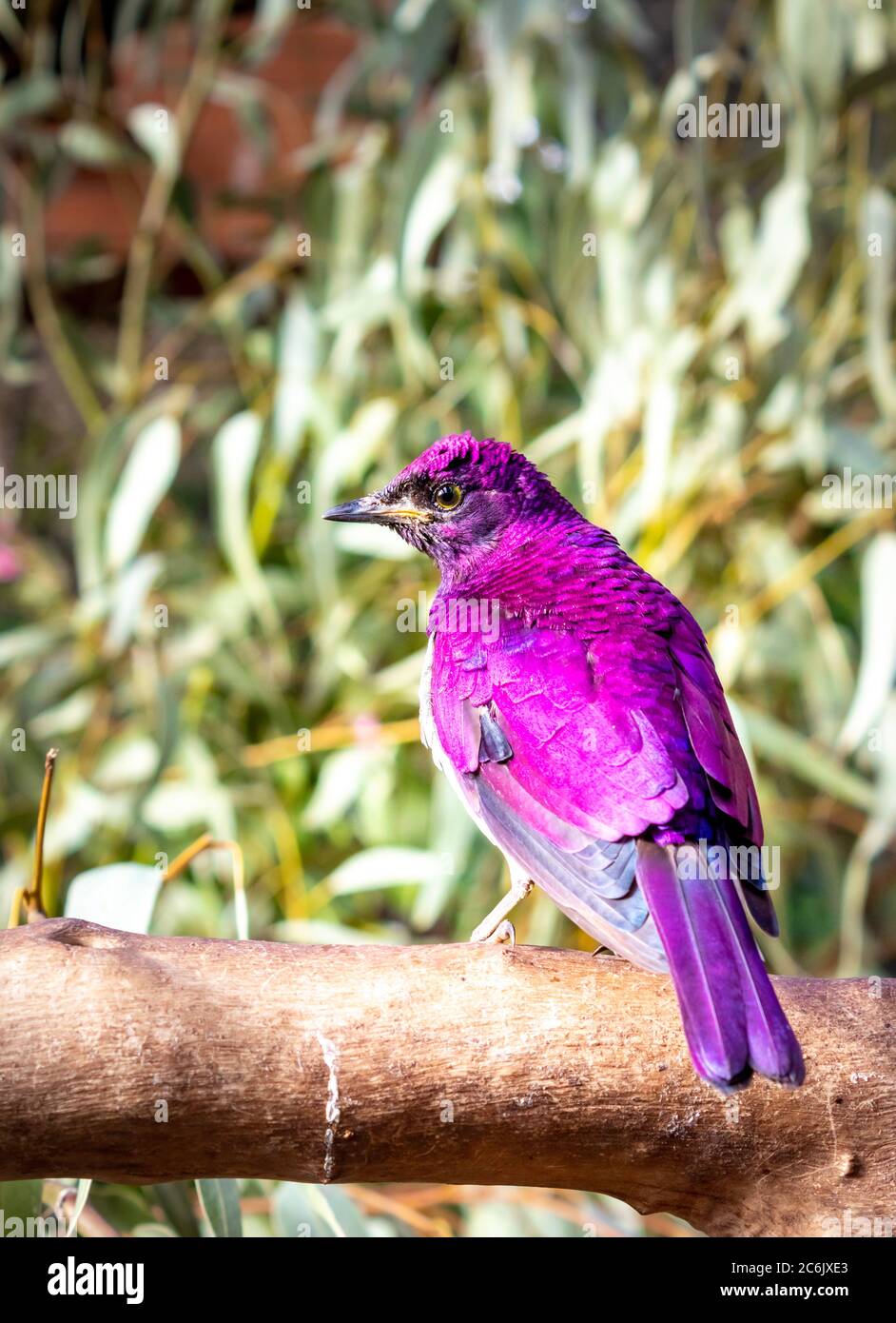 Stalling con sfondo viola (Cinnyricincludes leucogaster) che perching su una gabbia di filo durante il giorno, Kruger National Park, Sudafrica Foto Stock