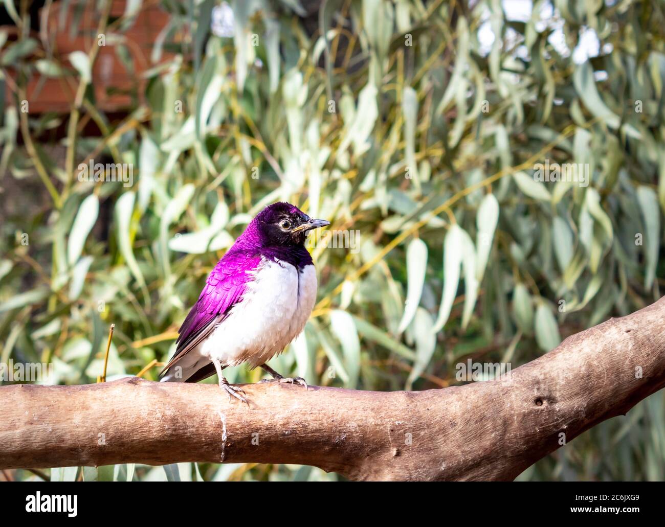 Stalling con sfondo viola (Cinnyricincludes leucogaster) che perching su una gabbia di filo durante il giorno, Kruger National Park, Sudafrica Foto Stock