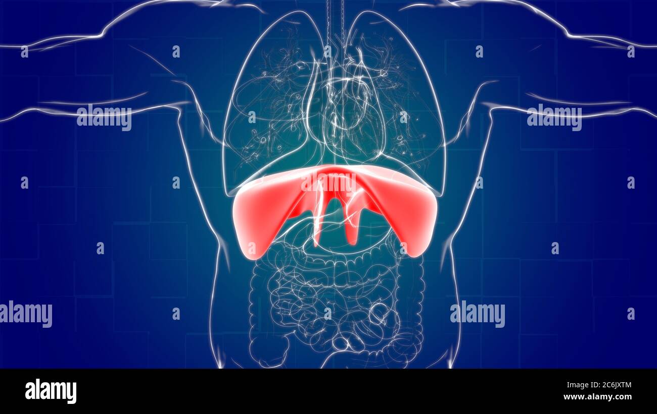 Anatomia del sistema respiratorio umano a diaframma per l'illustrazione 3D del concetto medico Foto Stock