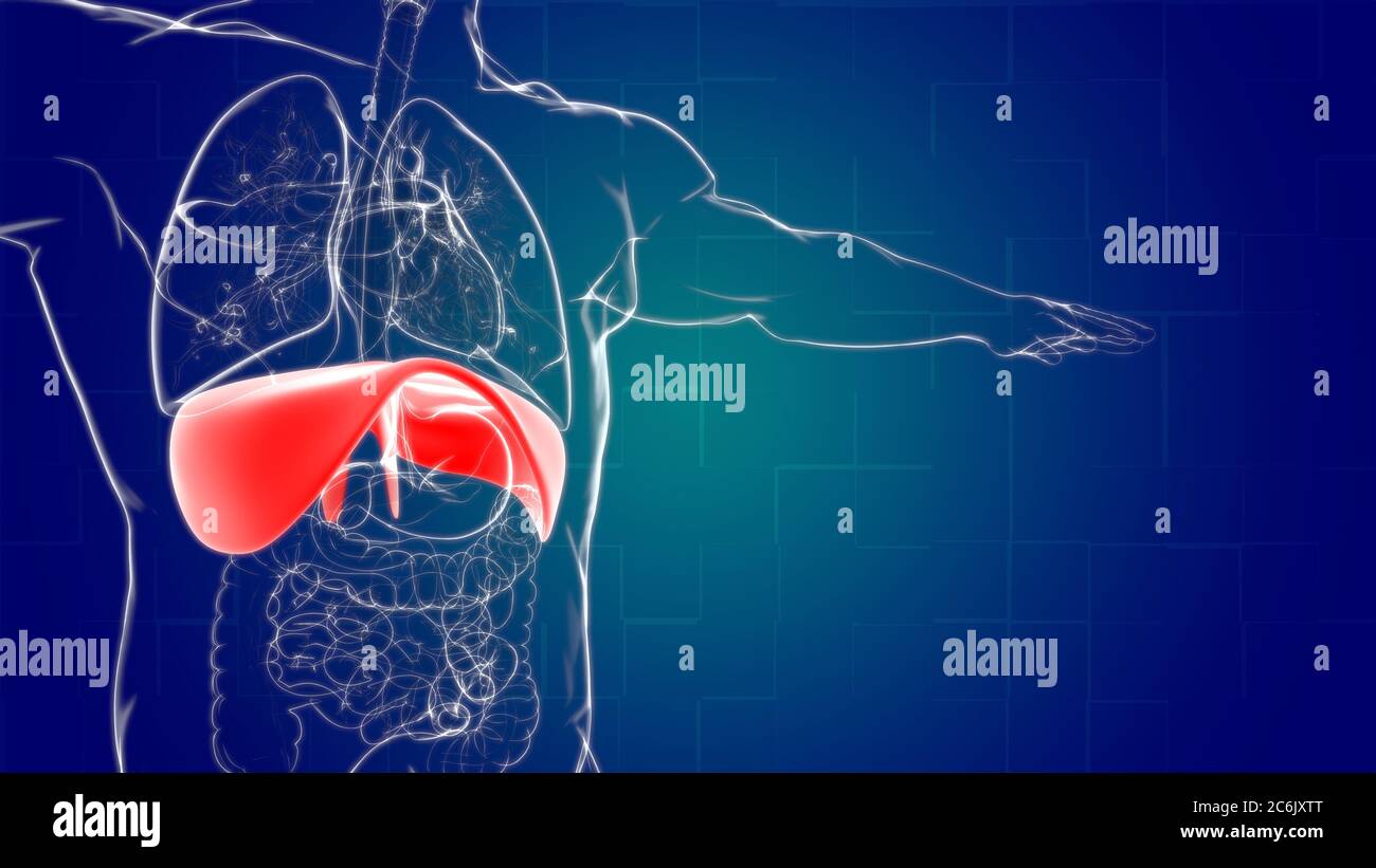 Anatomia del sistema respiratorio umano a diaframma per l'illustrazione 3D del concetto medico Foto Stock
