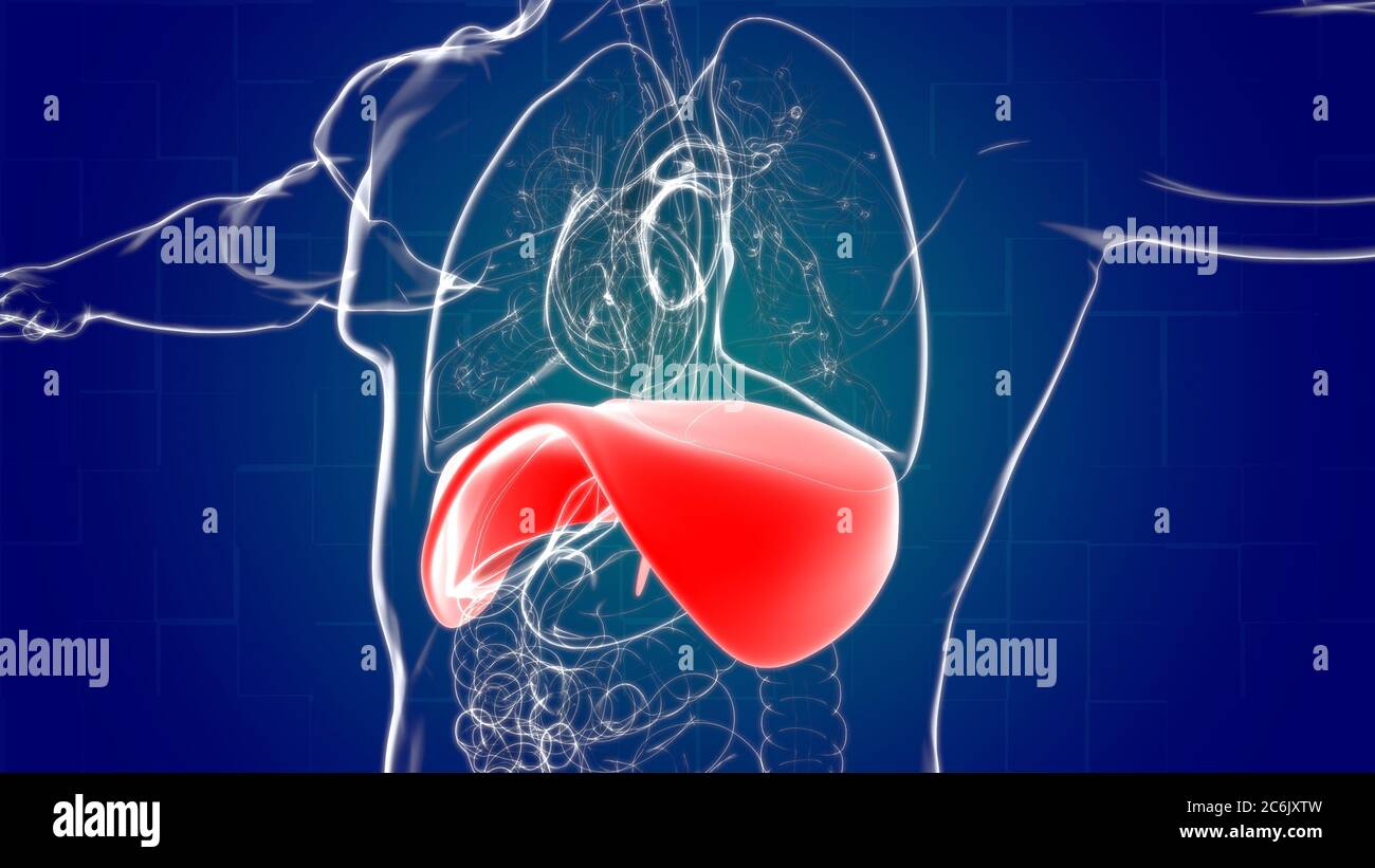Anatomia del sistema respiratorio umano a diaframma per l'illustrazione 3D del concetto medico Foto Stock