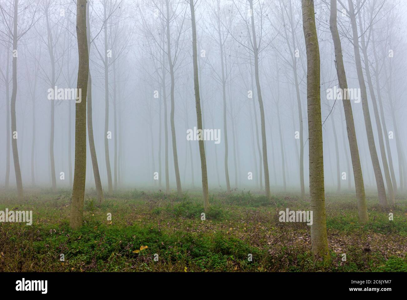 Italia Veneto Parco Naturale del fiume Sile Casacorba Foto Stock