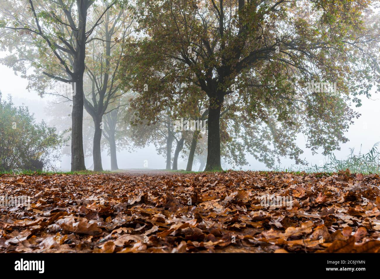 Italia Veneto Morgaro - Parco Naturale del fiume Sile Foto Stock