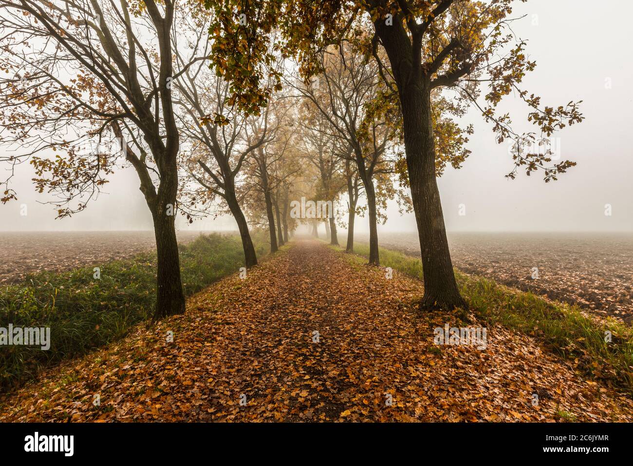 Italia Veneto Morgaro - Parco Naturale del fiume Sile Foto Stock