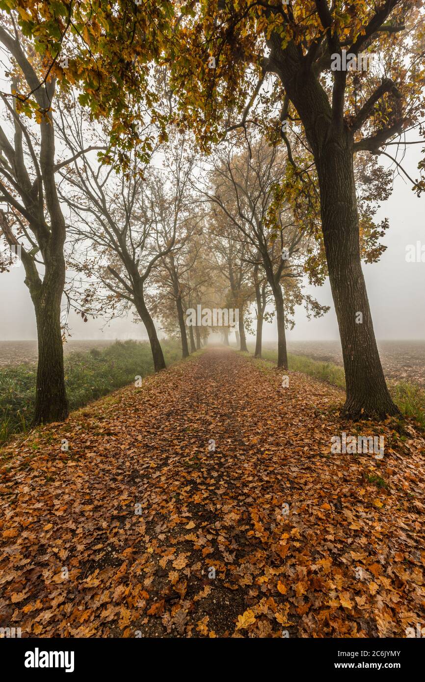 Italia Veneto Morgaro - Parco Naturale del fiume Sile Foto Stock