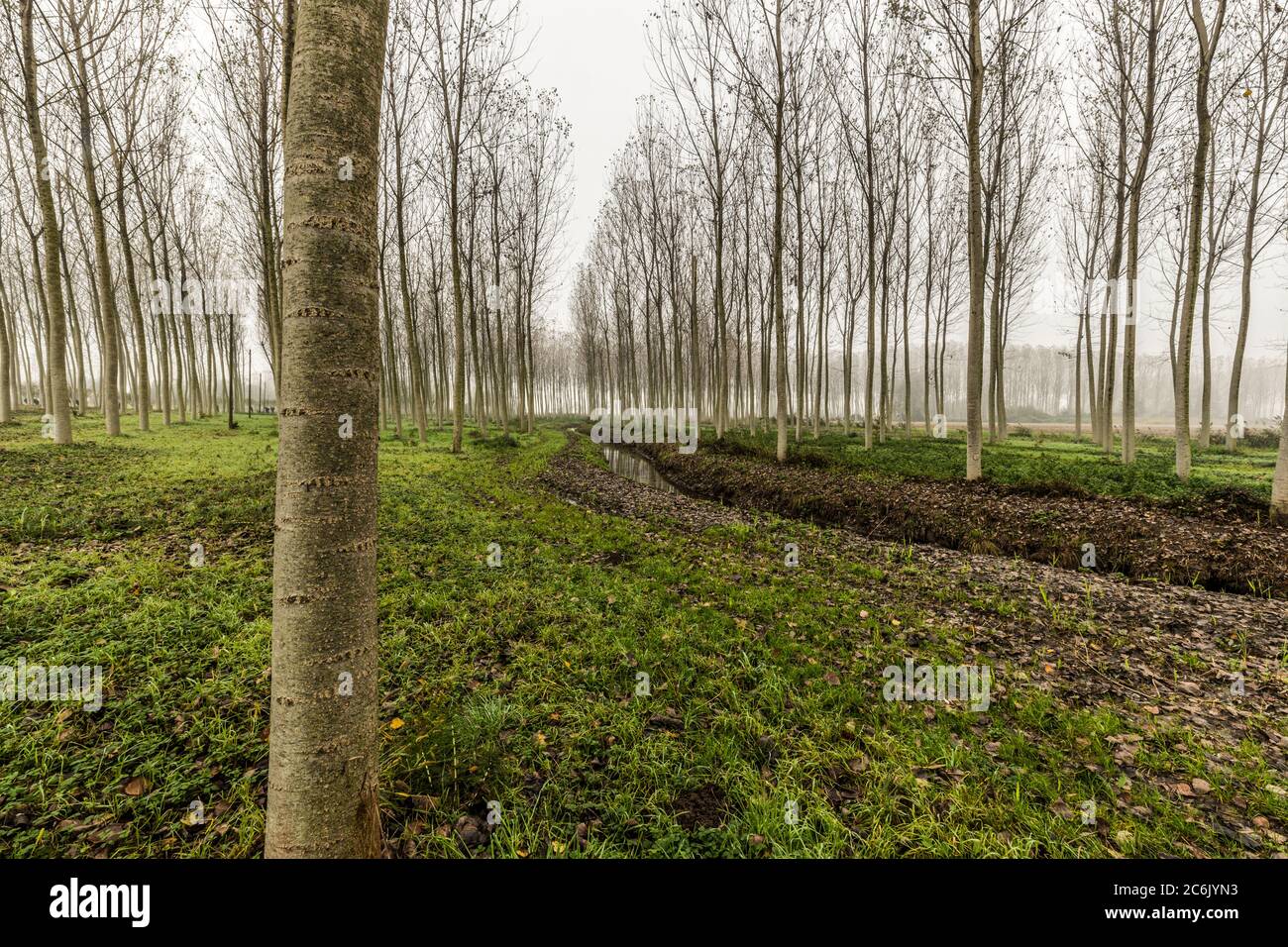 Italia Veneto Morgano - Parco Naturale del fiume Sile Foto Stock