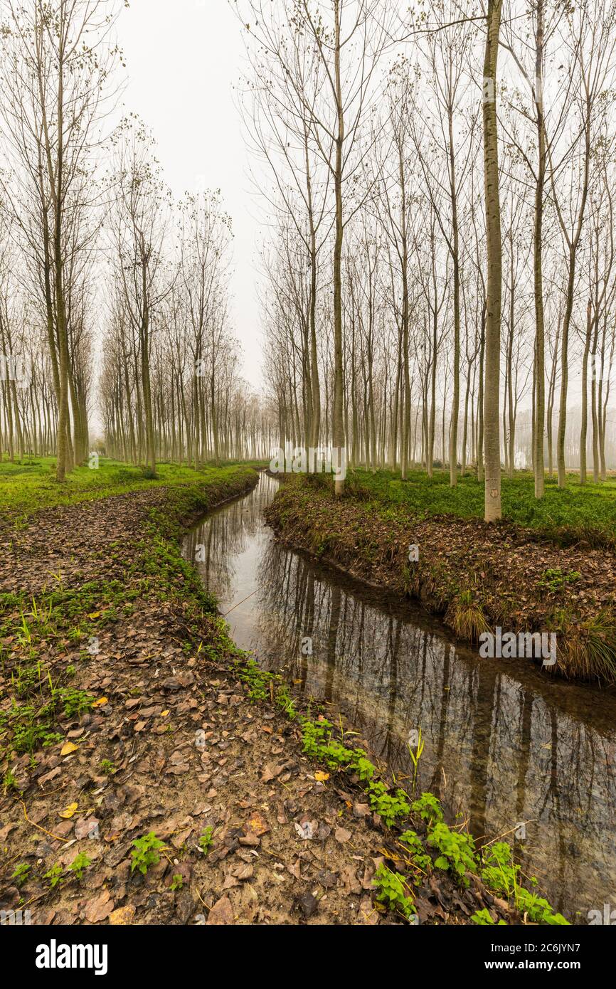 Italia Veneto Morgano - Parco Naturale del fiume Sile Foto Stock