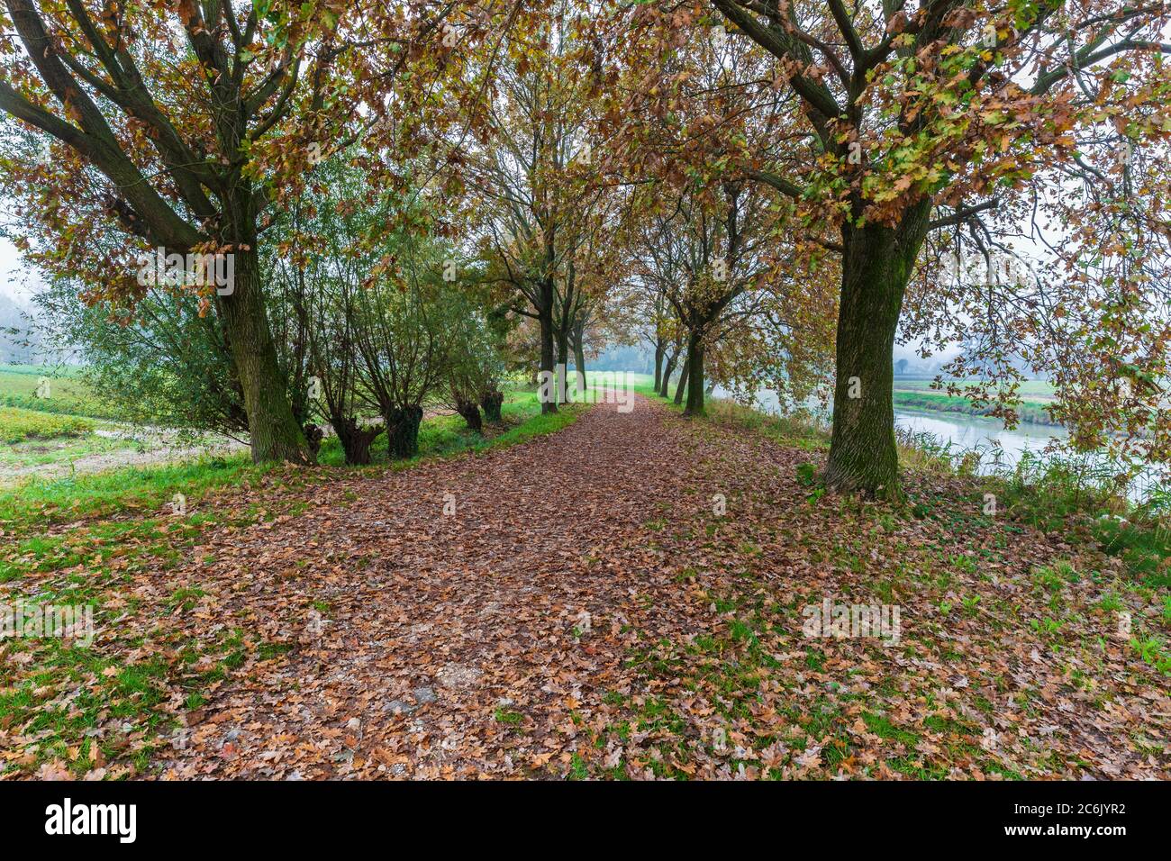 Italia Veneto Morgano - Parco Naturale del fiume Sile Foto Stock