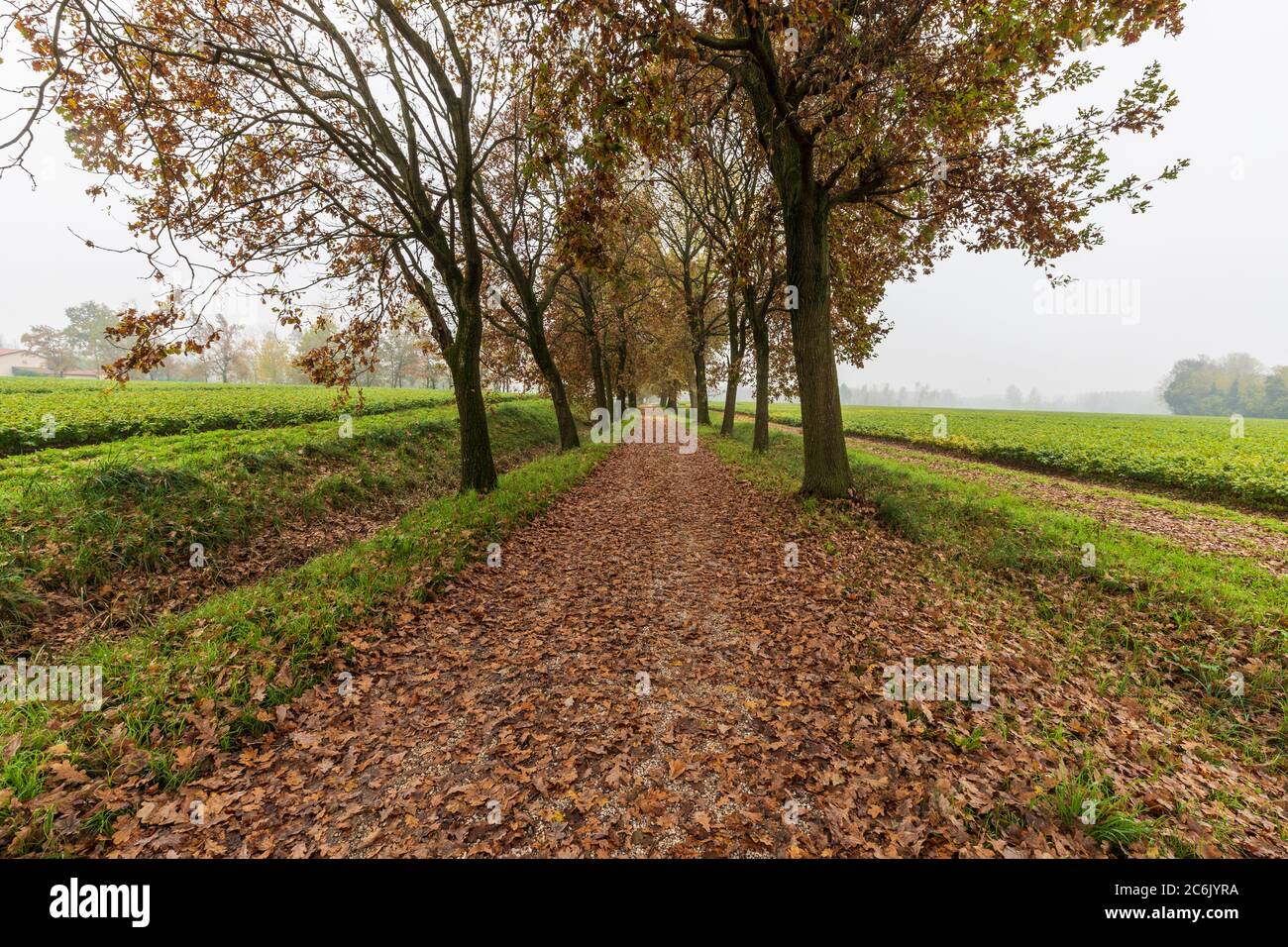 Italia Veneto Morgano - Parco Naturale del fiume Sile Foto Stock