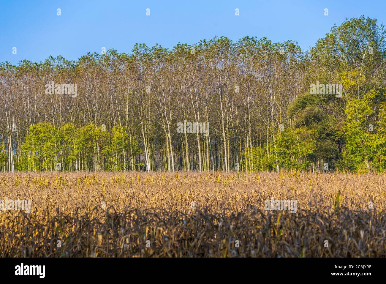 Italia Veneto Morgano - Parco Naturale del fiume Sile Foto Stock