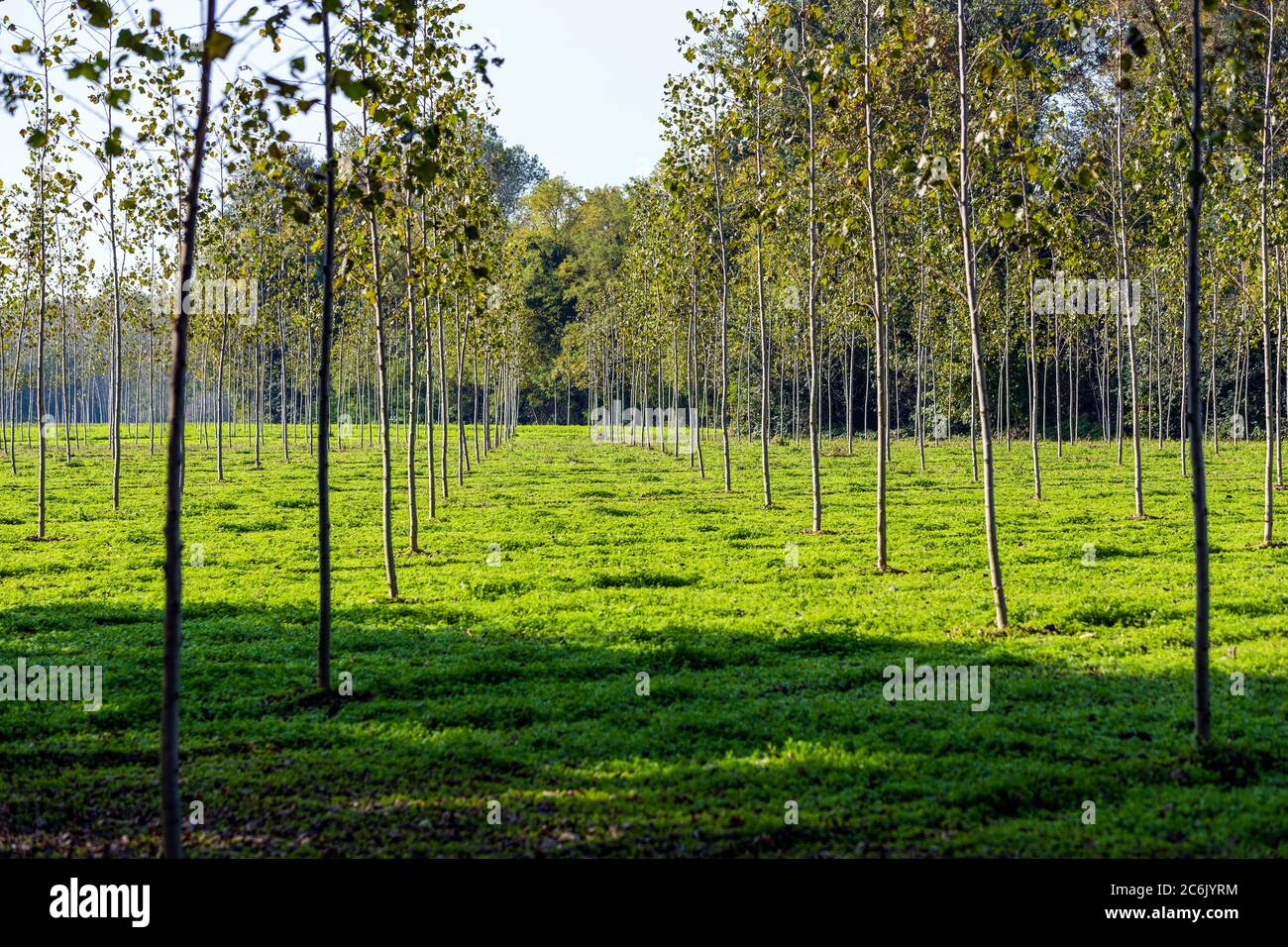 Italia Veneto Morgano - Parco Naturale del fiume Sile Foto Stock