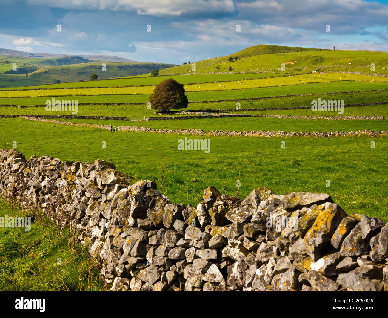 Albero nel tipico paesaggio del Peak District vicino a Earl Sterndale Derbyshire Inghilterra UK Foto Stock