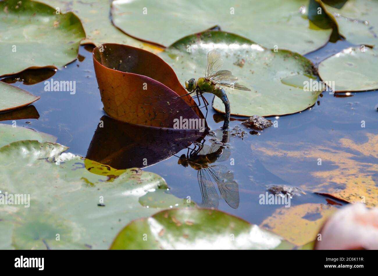 una libellula nello stagno con acqua foglie di lilly e il suo specchio Foto Stock