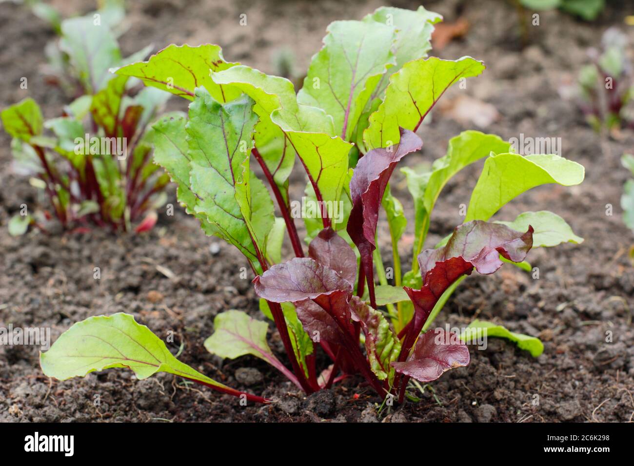 Beta vulgaris 'Rainbow Mixed'. Giovani piante di barbabietole che crescono in un terreno vegetale in estate. Boltardy, Chioggia, varietà di sangue di Bull. Foto Stock