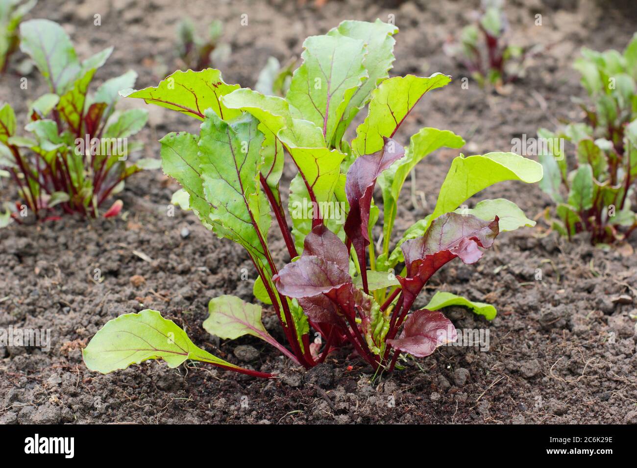 Beta vulgaris 'Rainbow Mixed'. Giovani piante di barbabietole che crescono in un terreno vegetale in estate. Boltardy, Chioggia, varietà di sangue di Bull. Foto Stock