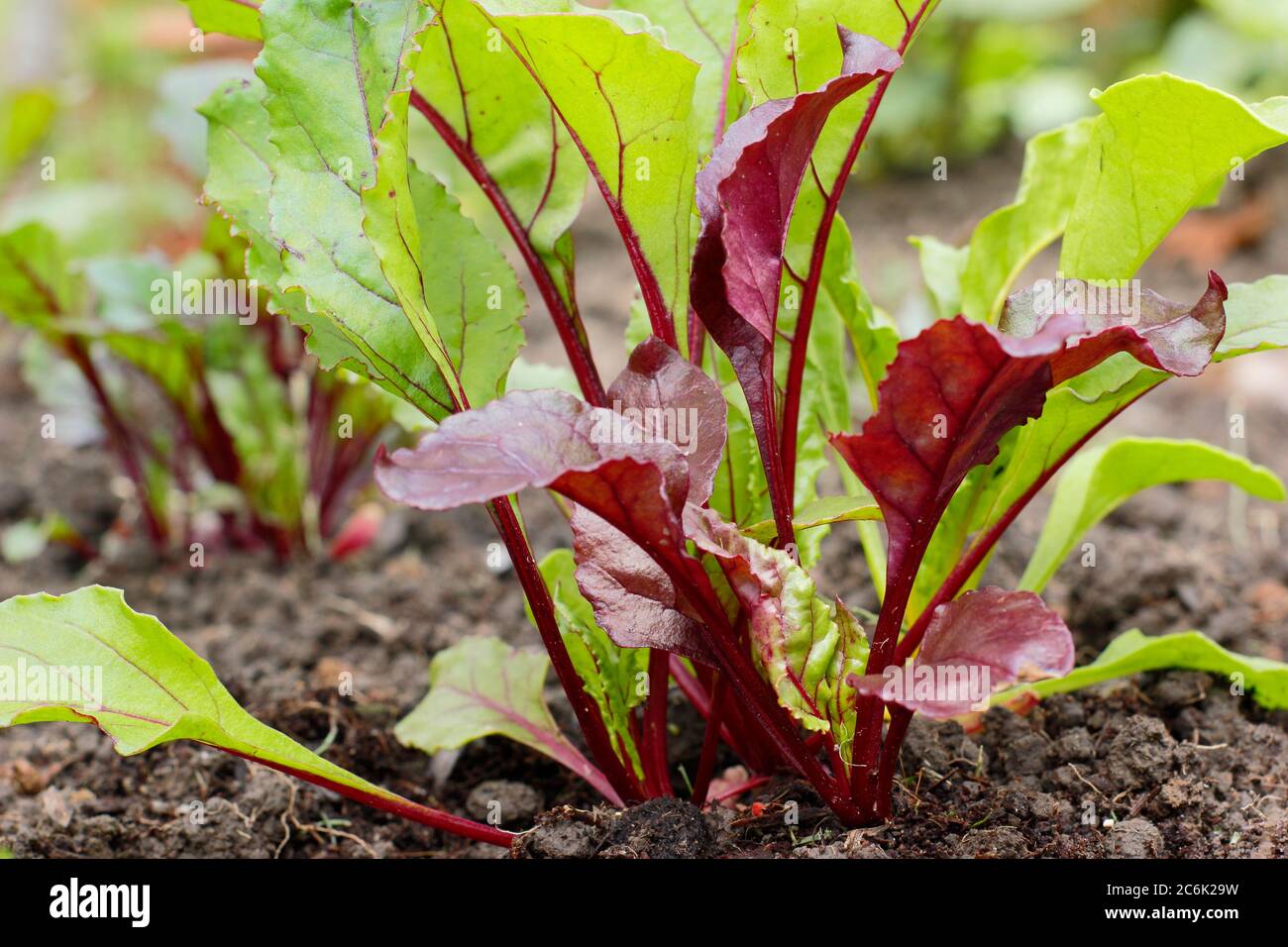 Beta vulgaris 'Rainbow Mixed'. Giovani piante di barbabietole che crescono in un terreno vegetale in estate. Boltardy, Chioggia, varietà di sangue di Bull. Foto Stock