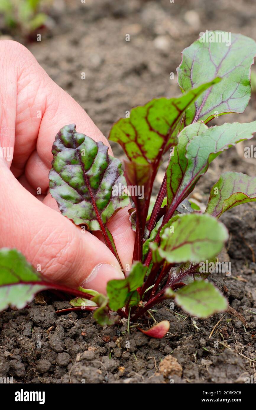 Beta vulgaris 'Rainbow Mixed'. Raccogliere le foglie di giovani piante di barbabietole per l'uso in insalata Foto Stock Beta vulgaris 'Rainbow Mixed'. Raccogliere le foglie di giovani piante di barbabietole per l'uso in insalata Foto Stock