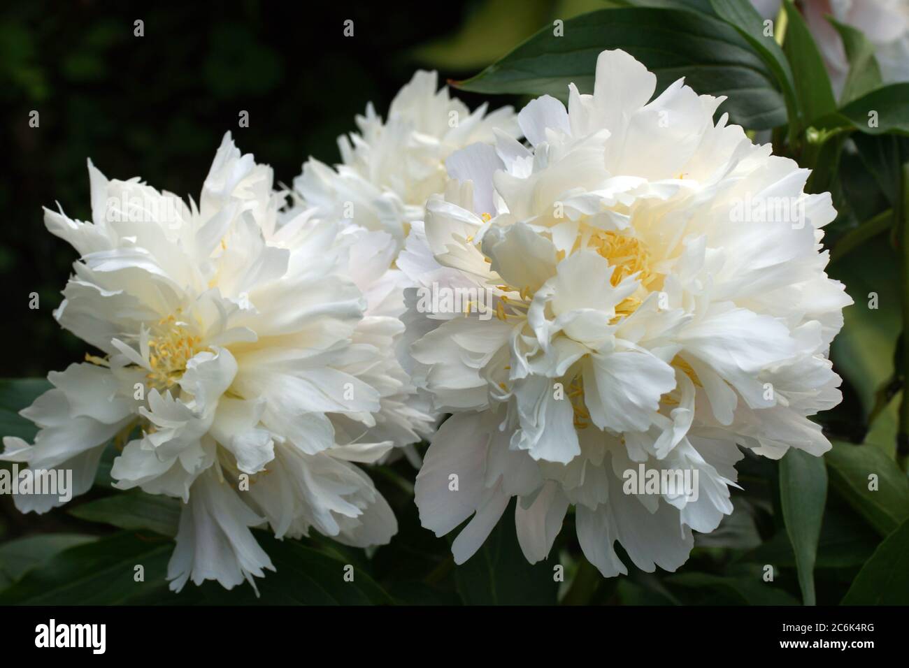 Nel giardino crescono belle e bianche le doppie peonie. Due fiori. Foto Stock