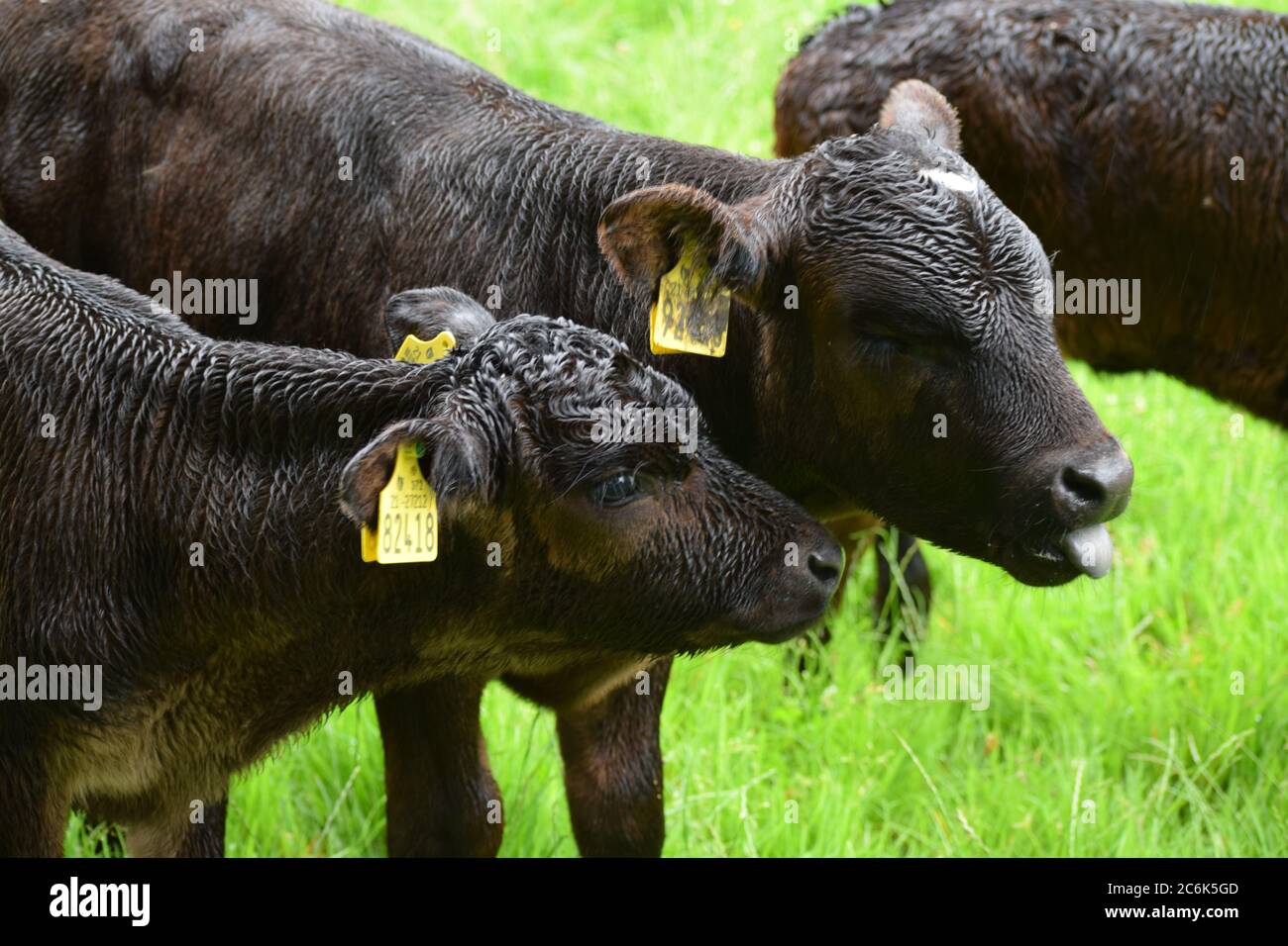 Due vitelli che si nuzzano l'uno sull'altro in un cortile di campagna nella Co. Laois, Irlanda Foto Stock