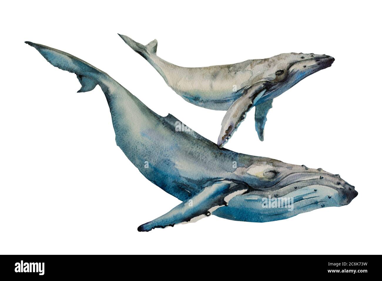 Balena grande megattere con baby cucciolo balena acquerello illustrazione arte su sfondo bianco Foto Stock