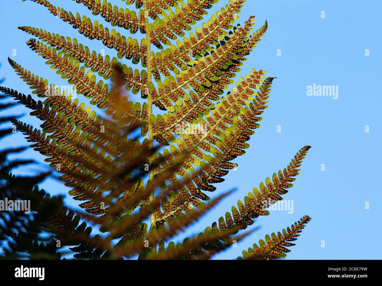 Vista ad angolo basso su una facciata isolata a foglia divisa di aquila fern bracken (Pteridium aquilinum) contro il cielo blu nel sole della sera - Germania Foto Stock