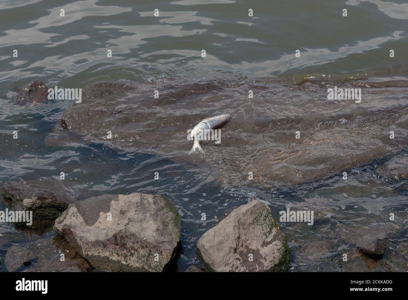 Un pesce morto su una roccia sulla riva del fiume Hudson con acqua che si increspa su di esso Foto Stock